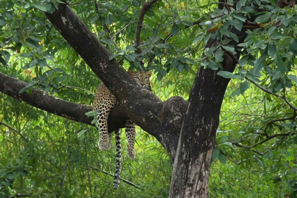 Leapord-Tadoba-copy